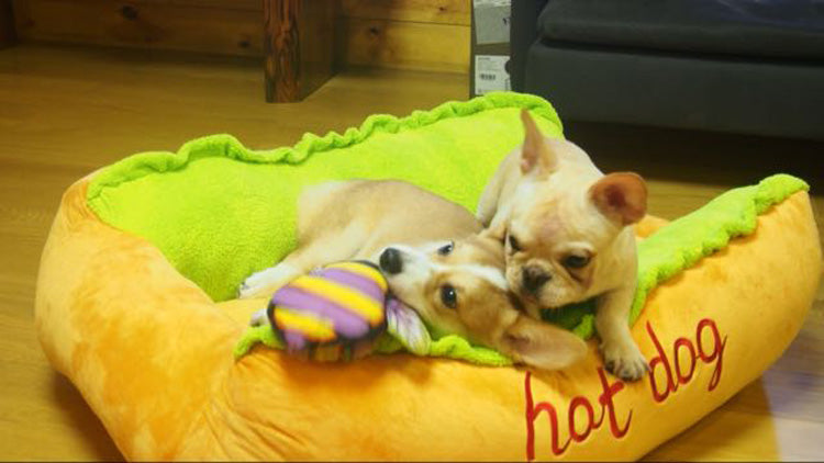 Cute Hot dogie pet bed - ShopLovee